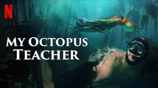 Octopus教程